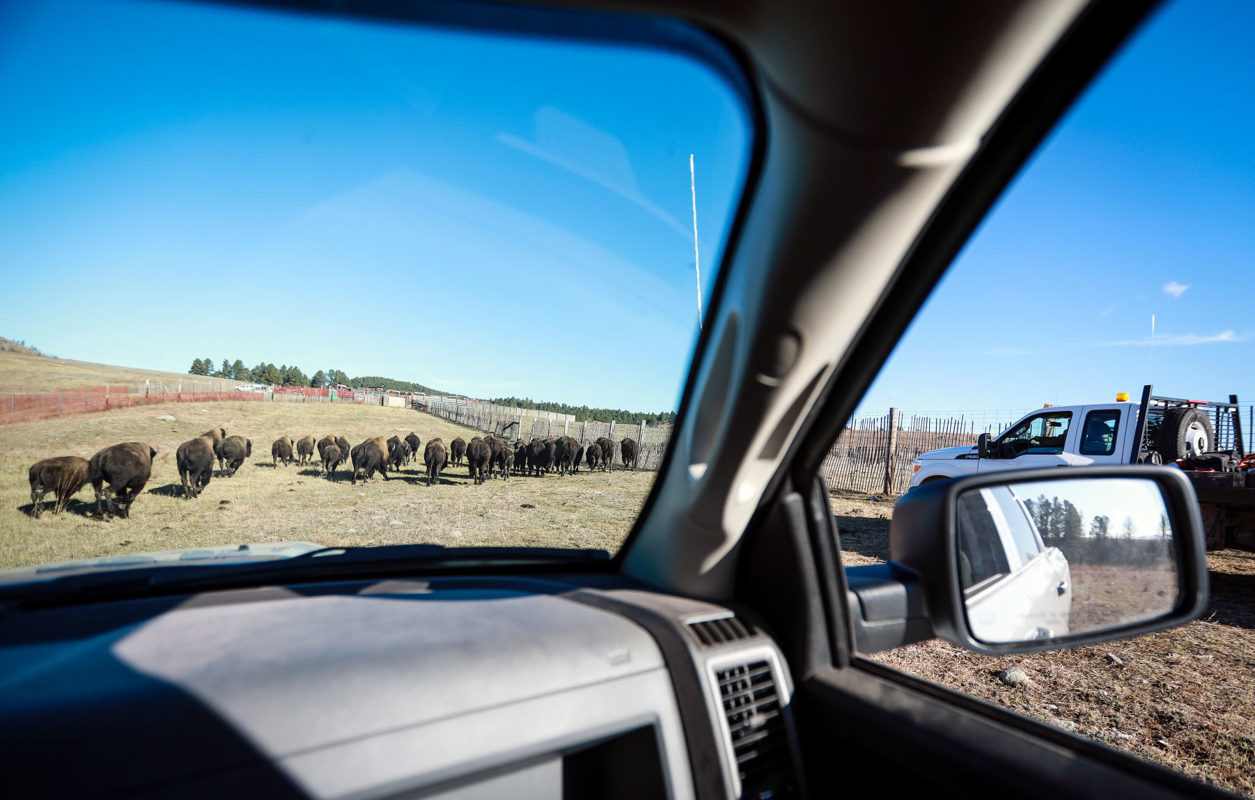 Bison Round Up and Wind Cave National Park